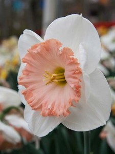 Narcissus Grootkronig Mon Cheri